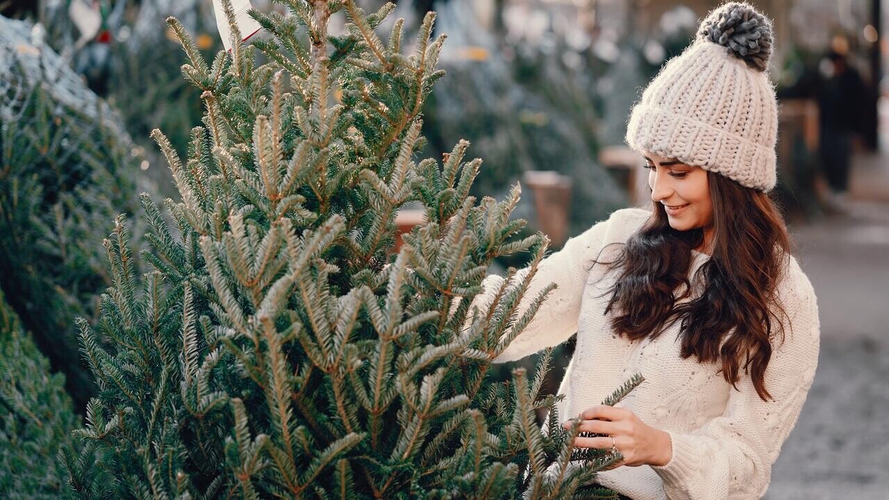 Где в Минске в этом году откроются елочные базары: полный список локаций