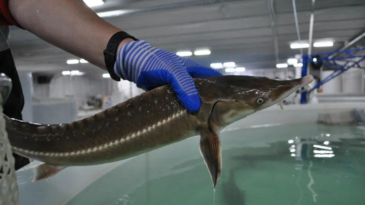 В одной из областей Беларуси создадут рыбный холдинг