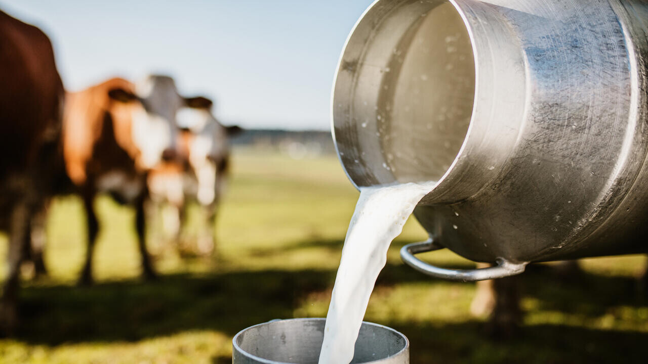 На Гродненщине утилизировали молоко, которое можно было использовать
