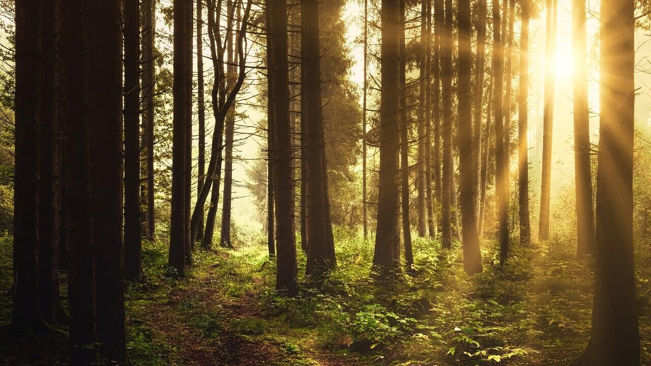 В Беларуси ввели первые запреты на посещение лесов – вот в каких районах