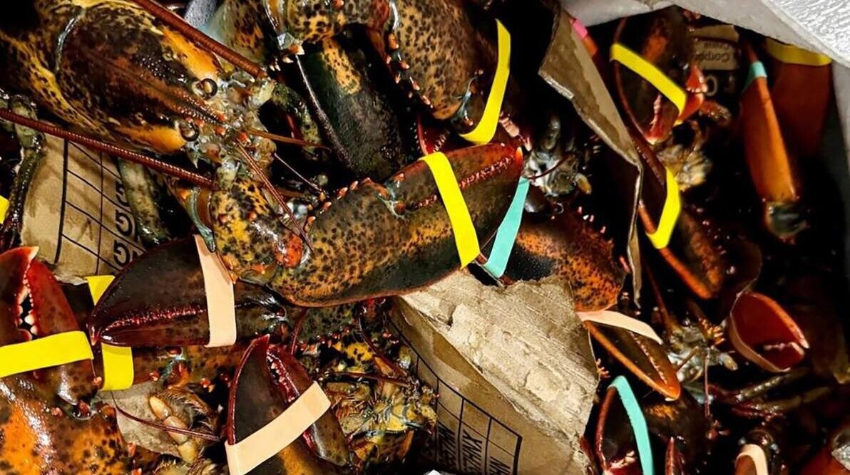 Бивни мамонта и живые лобстеры. Топ необычной контрабанды на белорусской границе