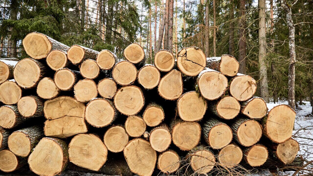 В Беларуси раскрыто крупное хищение древесины