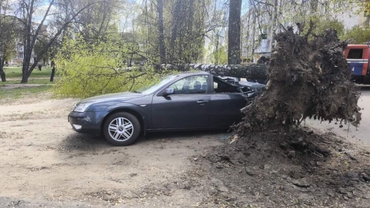 Поваленные деревья и разбитые авто: МЧС показало последствия непогоды в Беларуси
