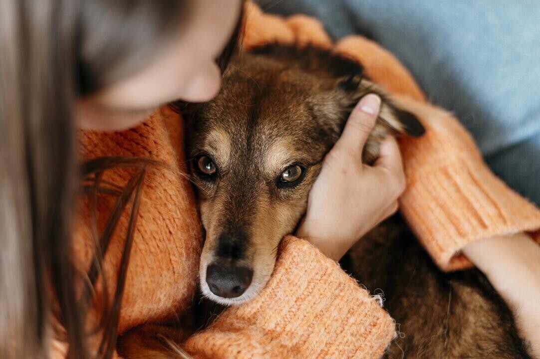 Белорусы спасли уже сотни животных: как можно помочь питомцам